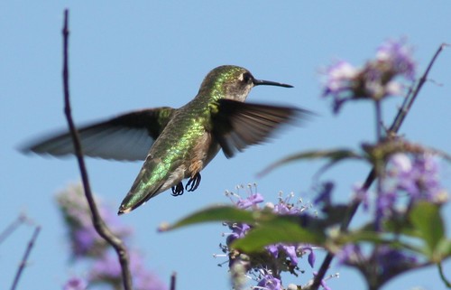 Ruby-throated Hummingbird - 5/29/2009