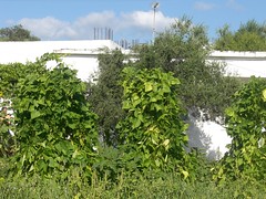 barbounofasoula red runner beans growing on the vine