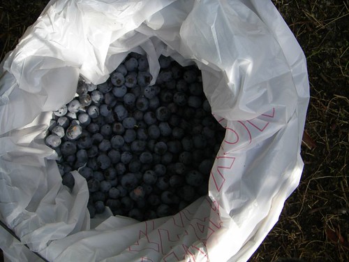 pail of blueberries