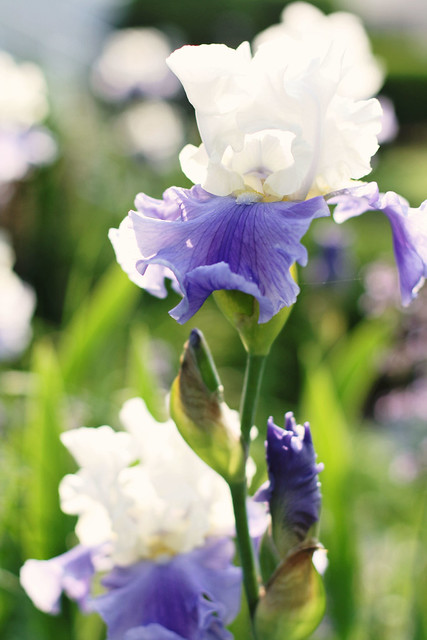 Pretty Irises