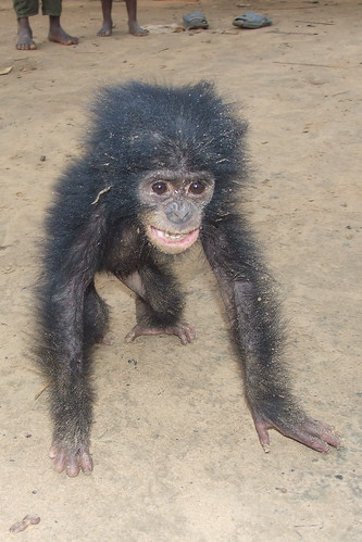 baby bonobo, mother bushmeat-2