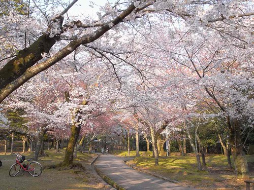 09-04-05【桜】＠奈良公園-06