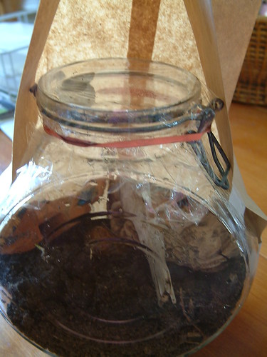 Brown Snails in jar