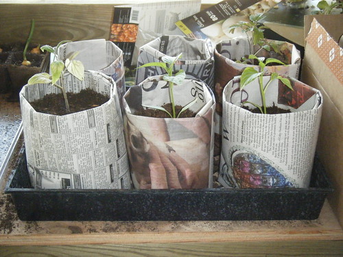 Plants in newspaper pots