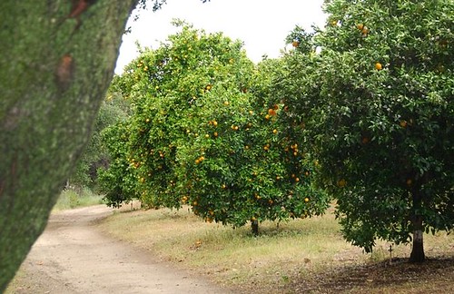 san diego orange grove