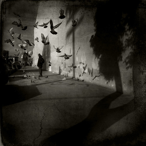 Pigeons and Shadows by LJ.