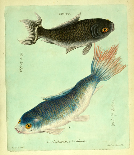 004- El carbonero y el azulado-Histoire naturelle des dorades de la Chine-Martinet 1780