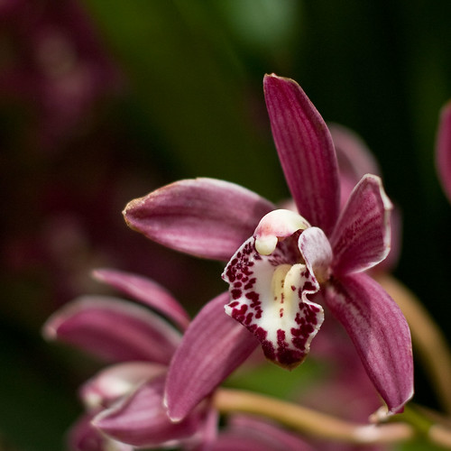 Square orchid