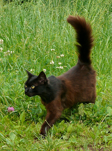  cat with brown body, black head and big tail coming from the grass 