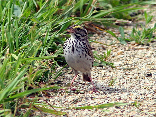 Savannah Sparrow20090618