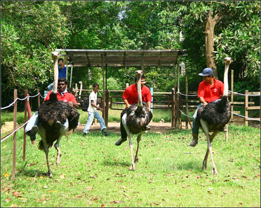 ostrich-race