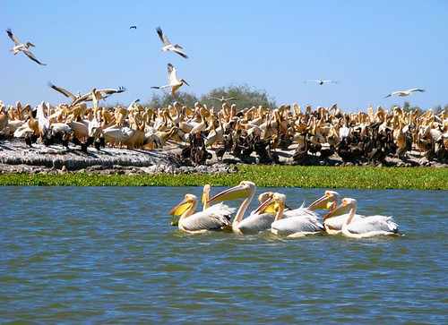 Park Oiseaux du Djoudj. Senegal por acheemete.