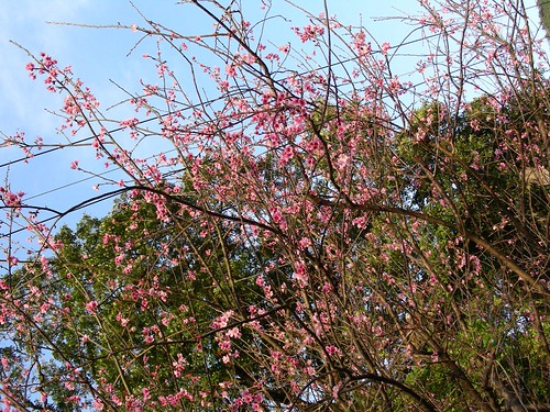 大尖山櫻花