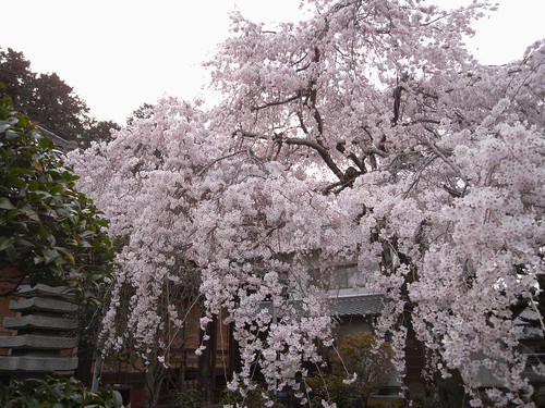 2009年-桜＠専称寺（香芝市）