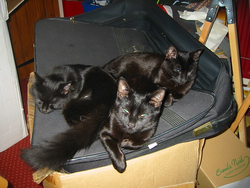 kittens ready for packing