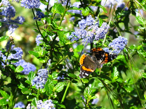 Red Admiral?