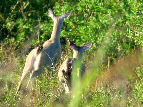 Deer Flee 20090416