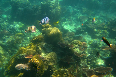 Tioman Island under water