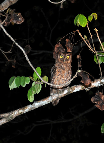 tropical screech owl1