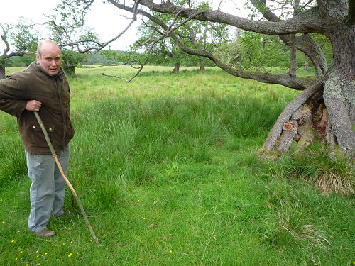 Chris Leyland, manager of the cattle, takes us on a tour - the park has some ancient alder trees