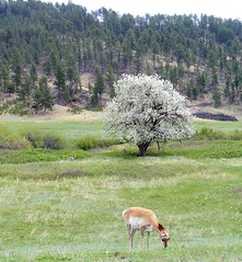 Antelope and Apple Tree