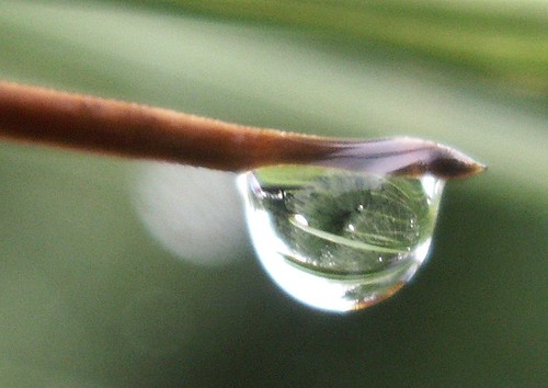 Droplet on Pine Needle