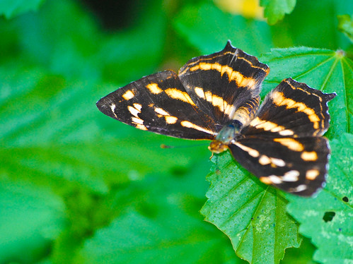 Butterfliest (6 of 6)