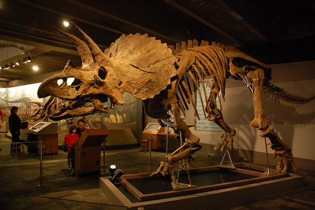 Científicos argumentan que el Triceratops NUNCA EXISTIÓ