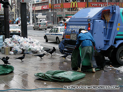 Crows, waiting for food via the rubbish trucks