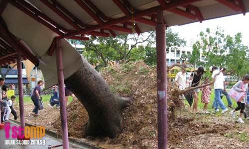 Uprooted tree rests precariously on sheltered linkway