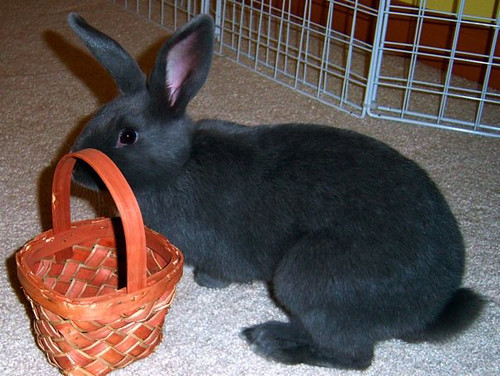 I am not filling this basket with eggs.