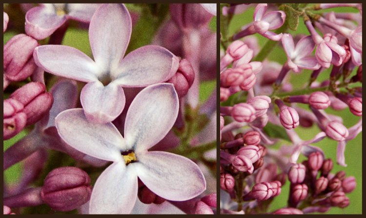 Lilac 1