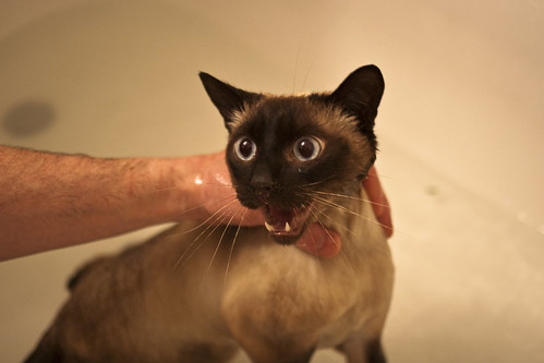 cat in a bath by missmareck