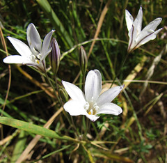 white brodiaea