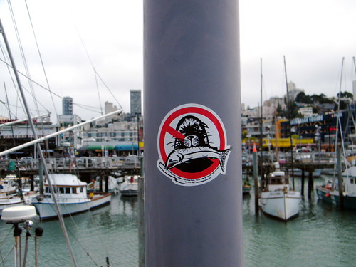 San Francisco - Have you seen this sea lion?