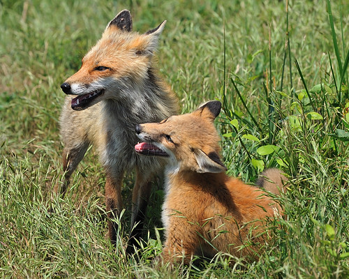 Momma Fox and her Kit