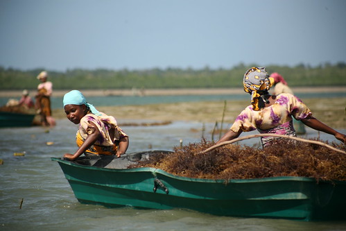Mjini Kiuyu women pulling boat