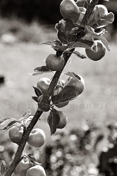 Crab apples in black and white