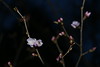 咲きかけの桜