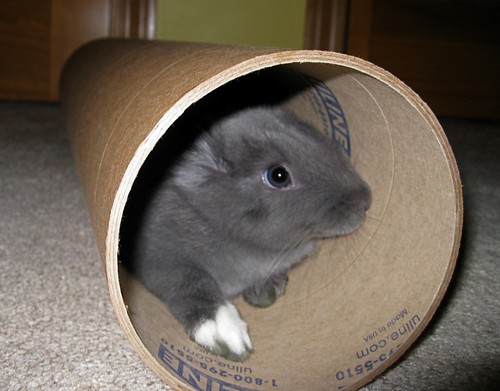 Bunny in the tube