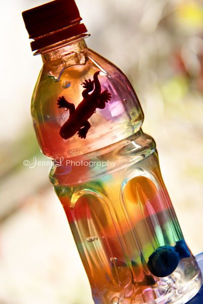 PROJECT 365: Lizard inside the bottle??