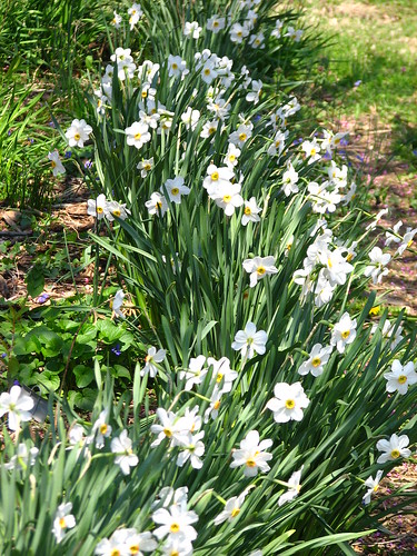 daffodil 'Poet's'