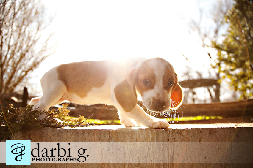 Darbi G photography-dog puppy photographer-_MG_1253-Edit