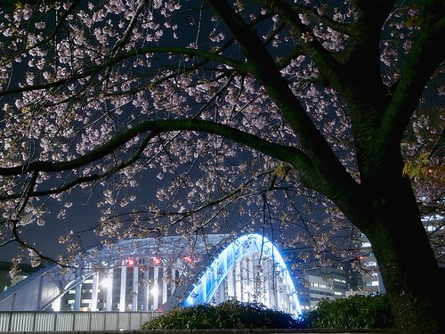 永代橋に寒桜