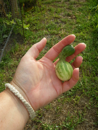 My First Cucumber!
