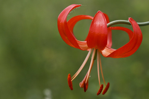 Red Flower (by niklausberger)