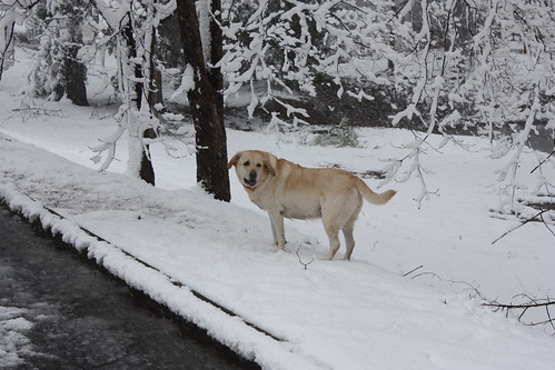 Goldie in the snow
