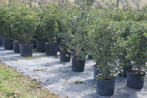 Osmanthus fragrans 'Fudingzhu' · North Florida 168 · Osmanthus fragrans (Sweet Tea Olive) (2)