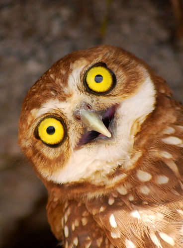 Yellowish owl eyes