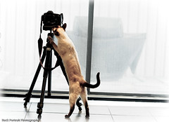 Cats at Camera